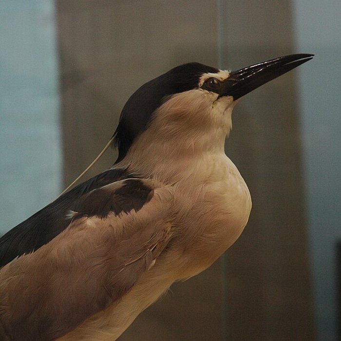 Photo de Musée départemental des Hautes-Alpes