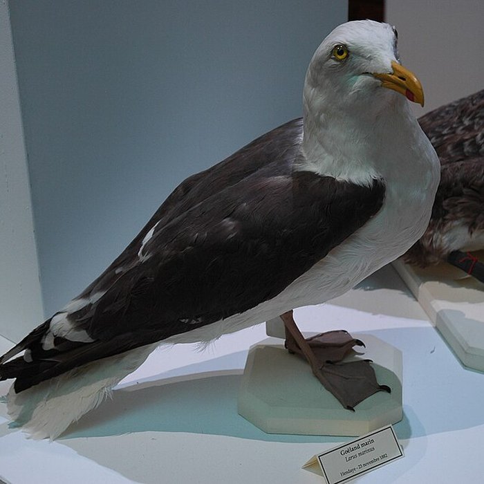 Photo de Musée départemental des Hautes-Alpes