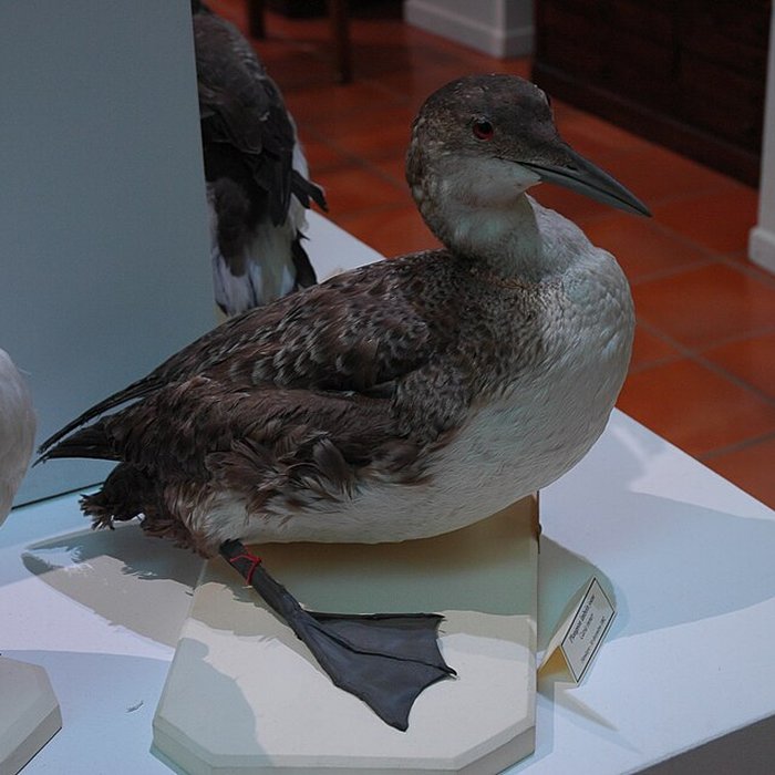 Photo de Musée départemental des Hautes-Alpes