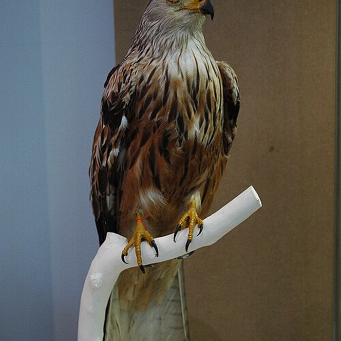 Photo de Musée départemental des Hautes-Alpes