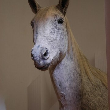 Musée départemental des Hautes-Alpes
