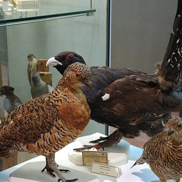 Musée départemental des Hautes-Alpes