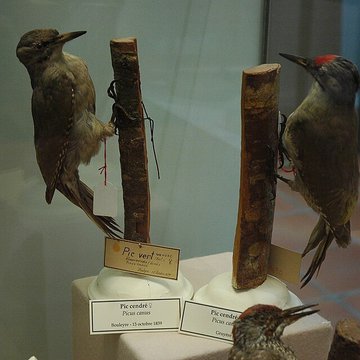 Musée départemental des Hautes-Alpes