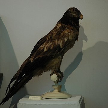 Musée départemental des Hautes-Alpes