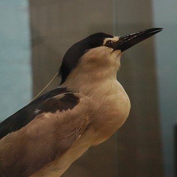 Musée départemental des Hautes-Alpes