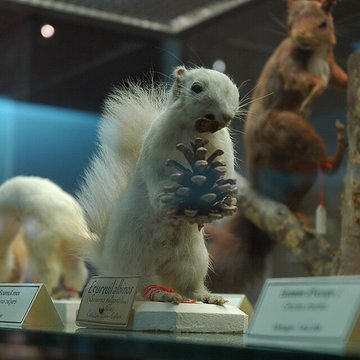 Musée départemental des Hautes-Alpes