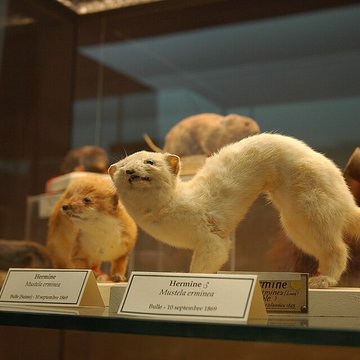 Musée départemental des Hautes-Alpes