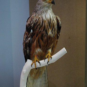 Musée départemental des Hautes-Alpes