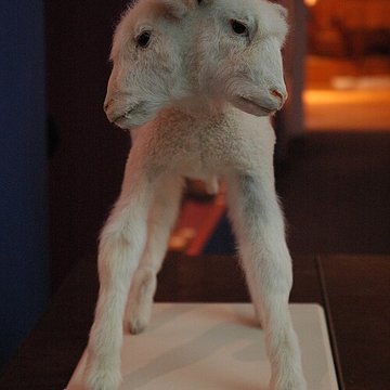 Musée départemental des Hautes-Alpes