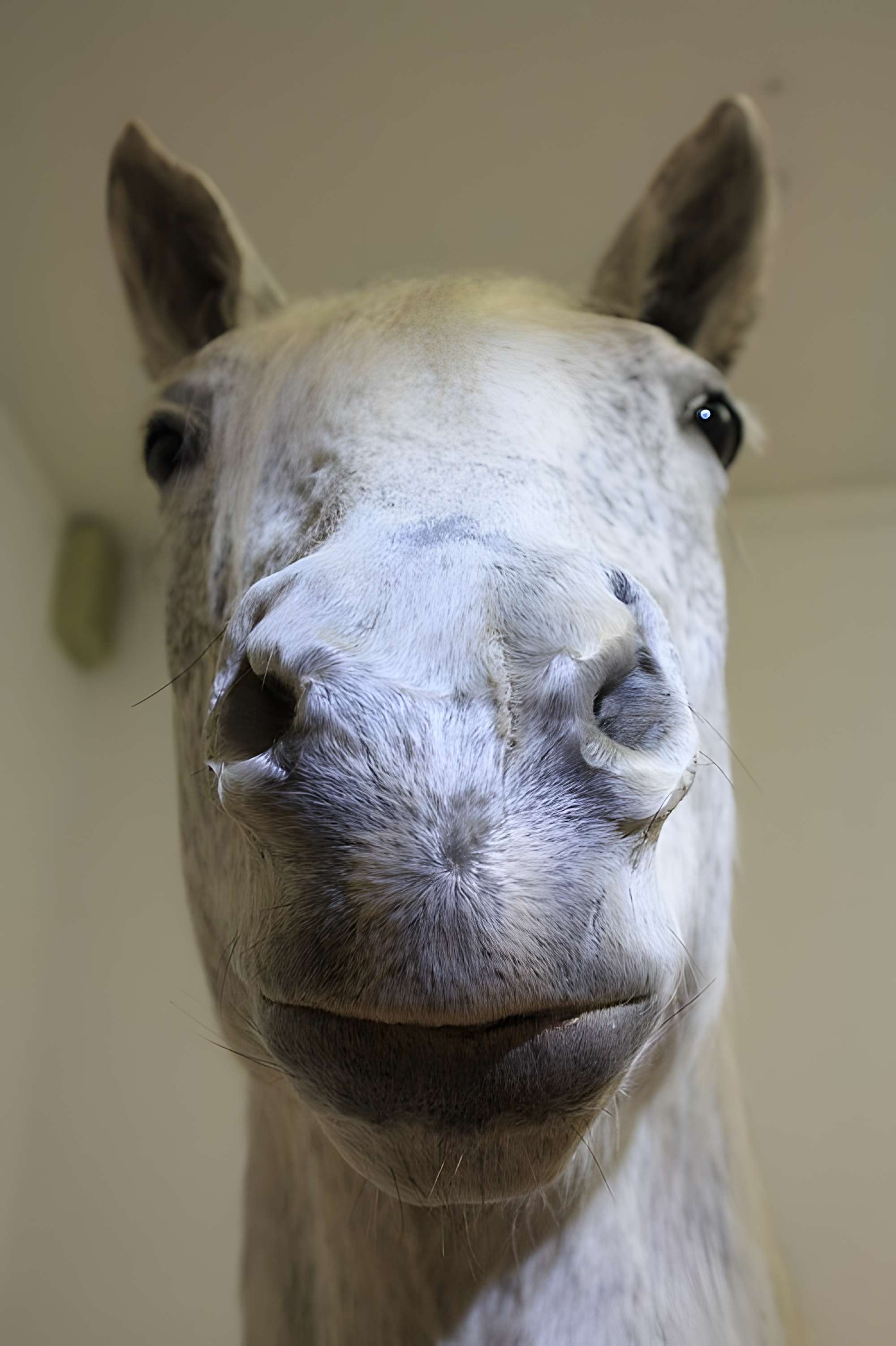 Musée départemental des Hautes-Alpes