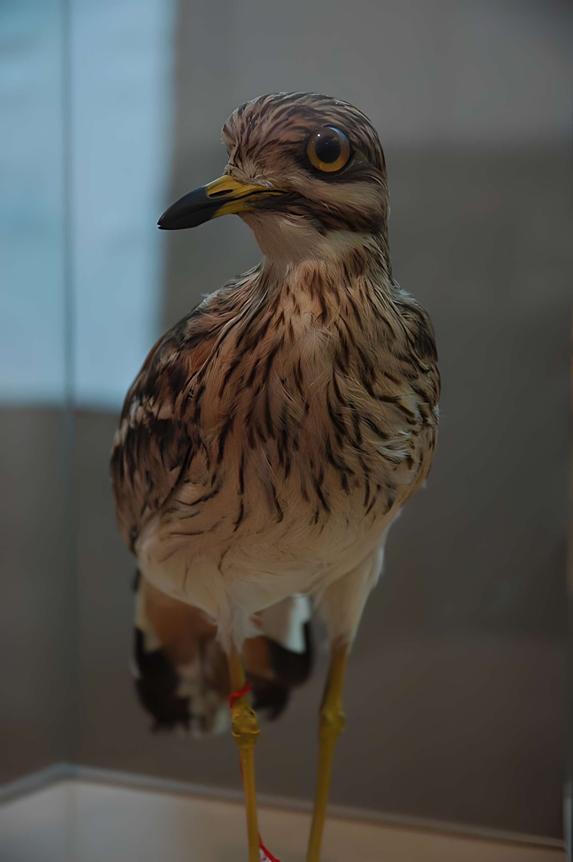 Musée départemental des Hautes-Alpes