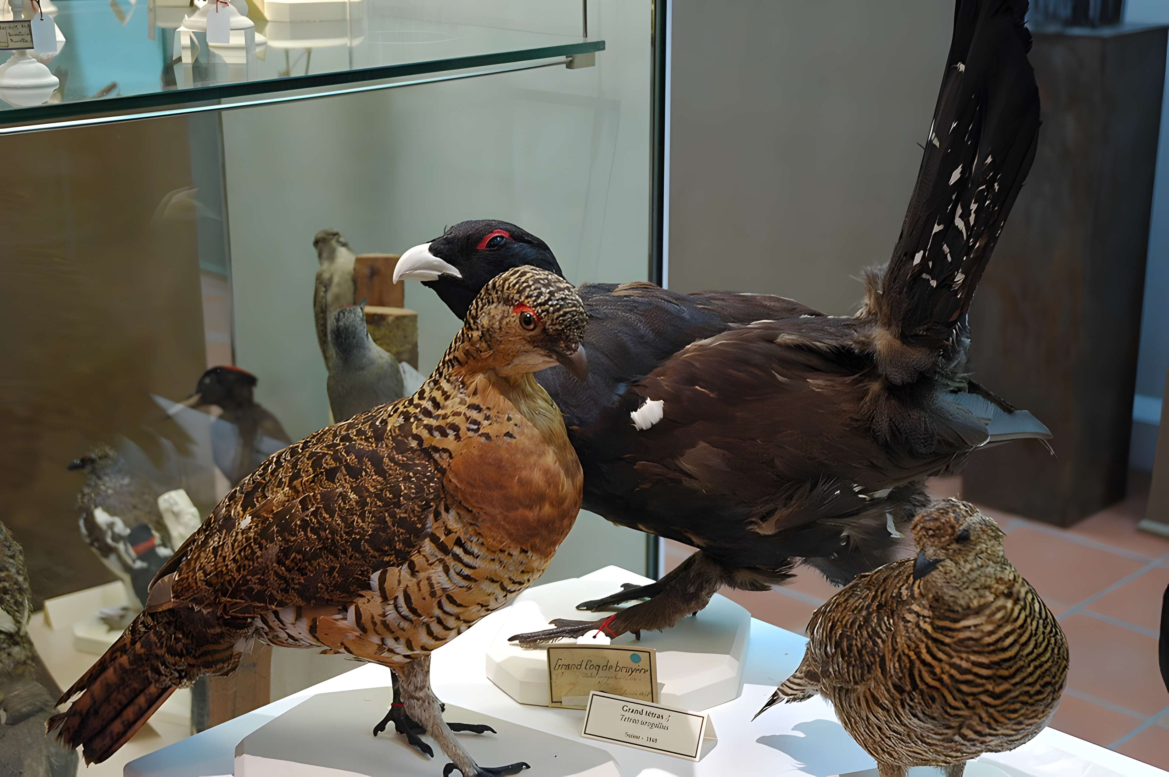 Musée départemental des Hautes-Alpes