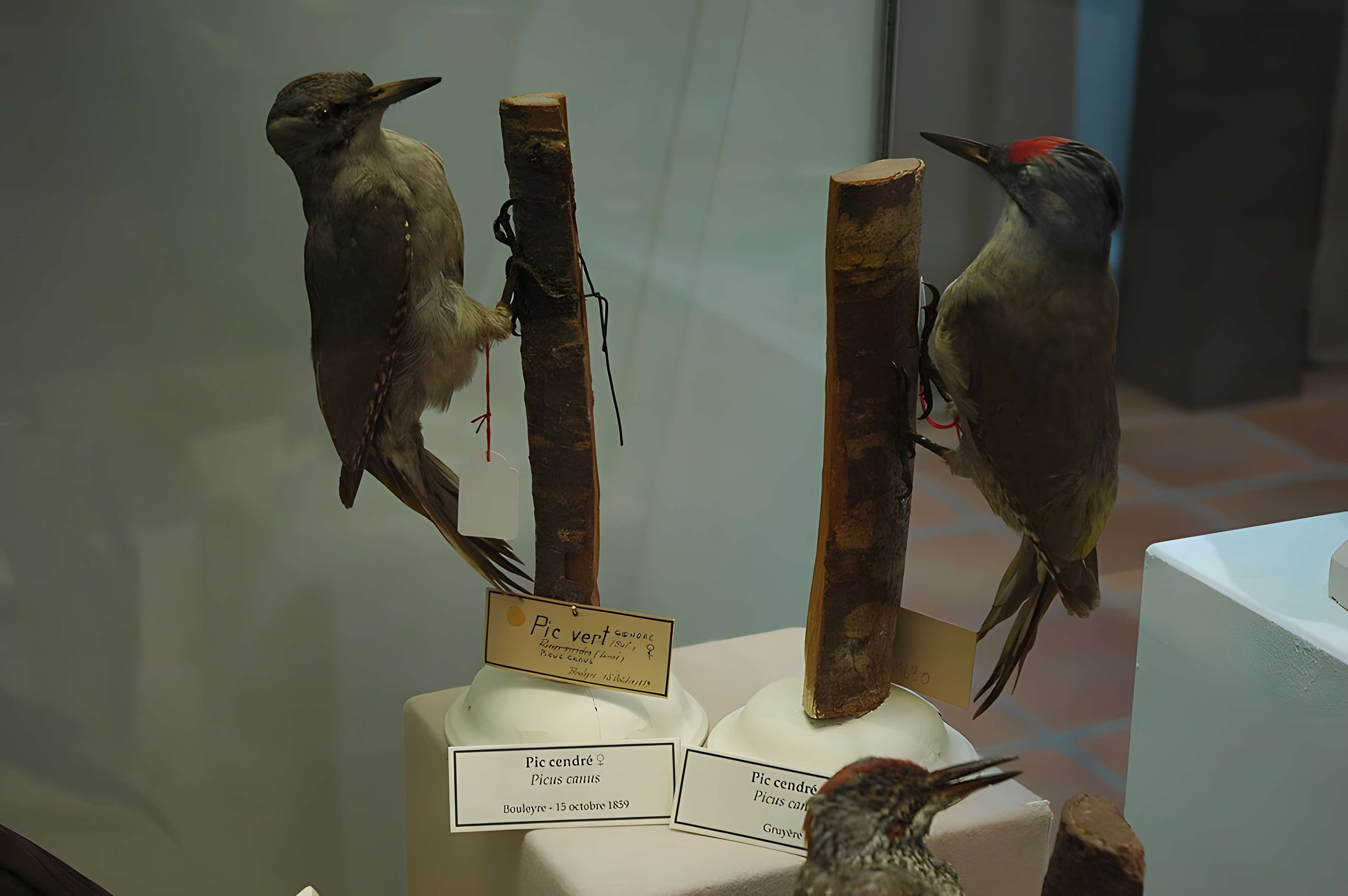 Musée départemental des Hautes-Alpes