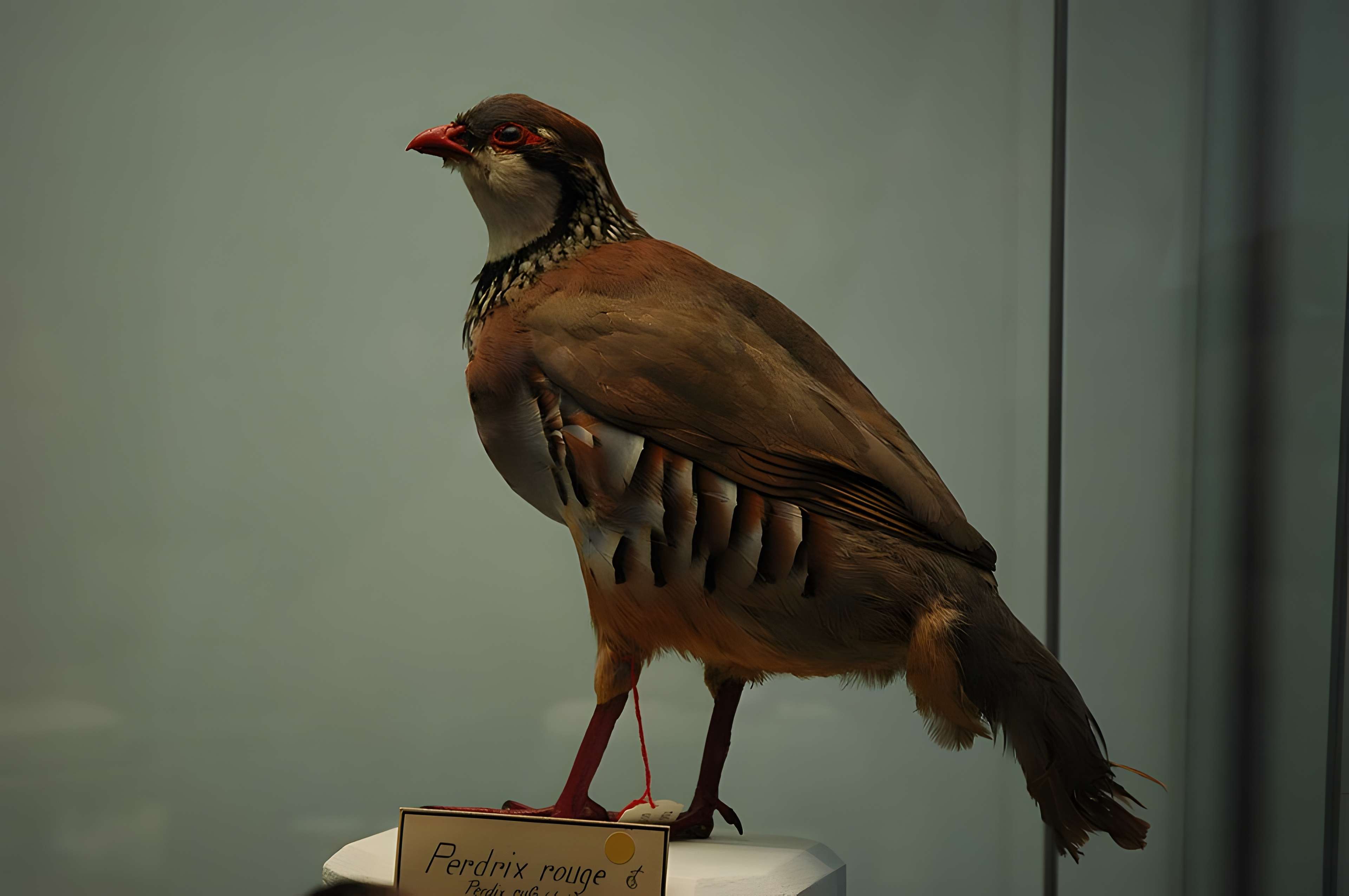 Musée départemental des Hautes-Alpes