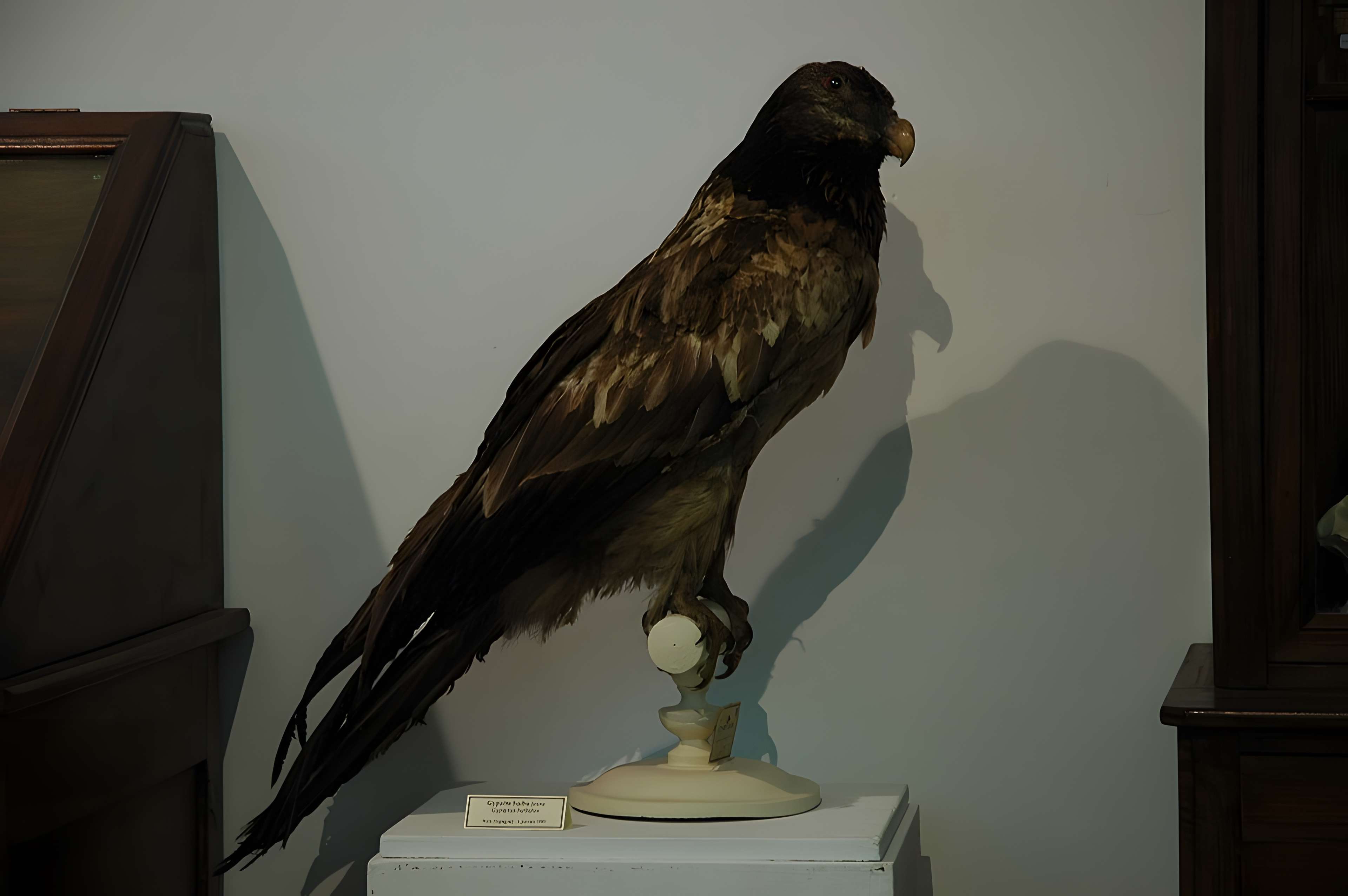 Musée départemental des Hautes-Alpes