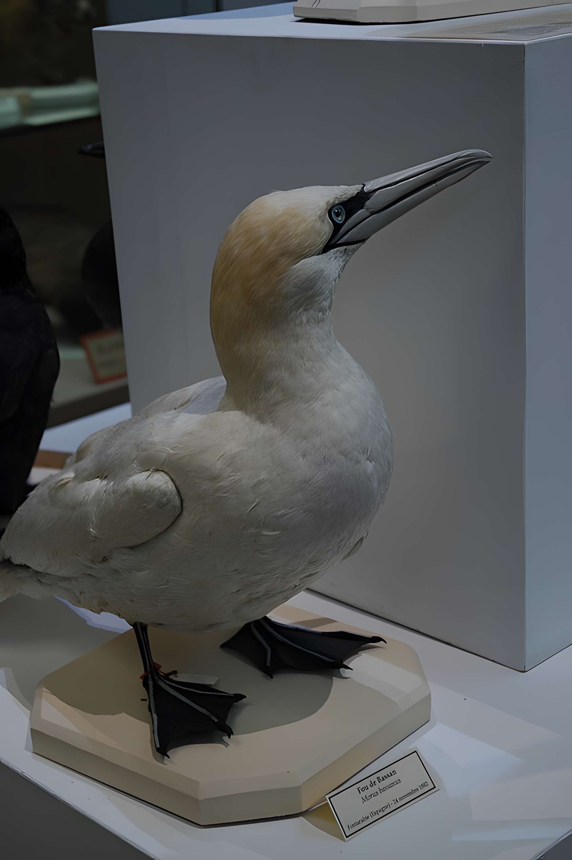 Musée départemental des Hautes-Alpes