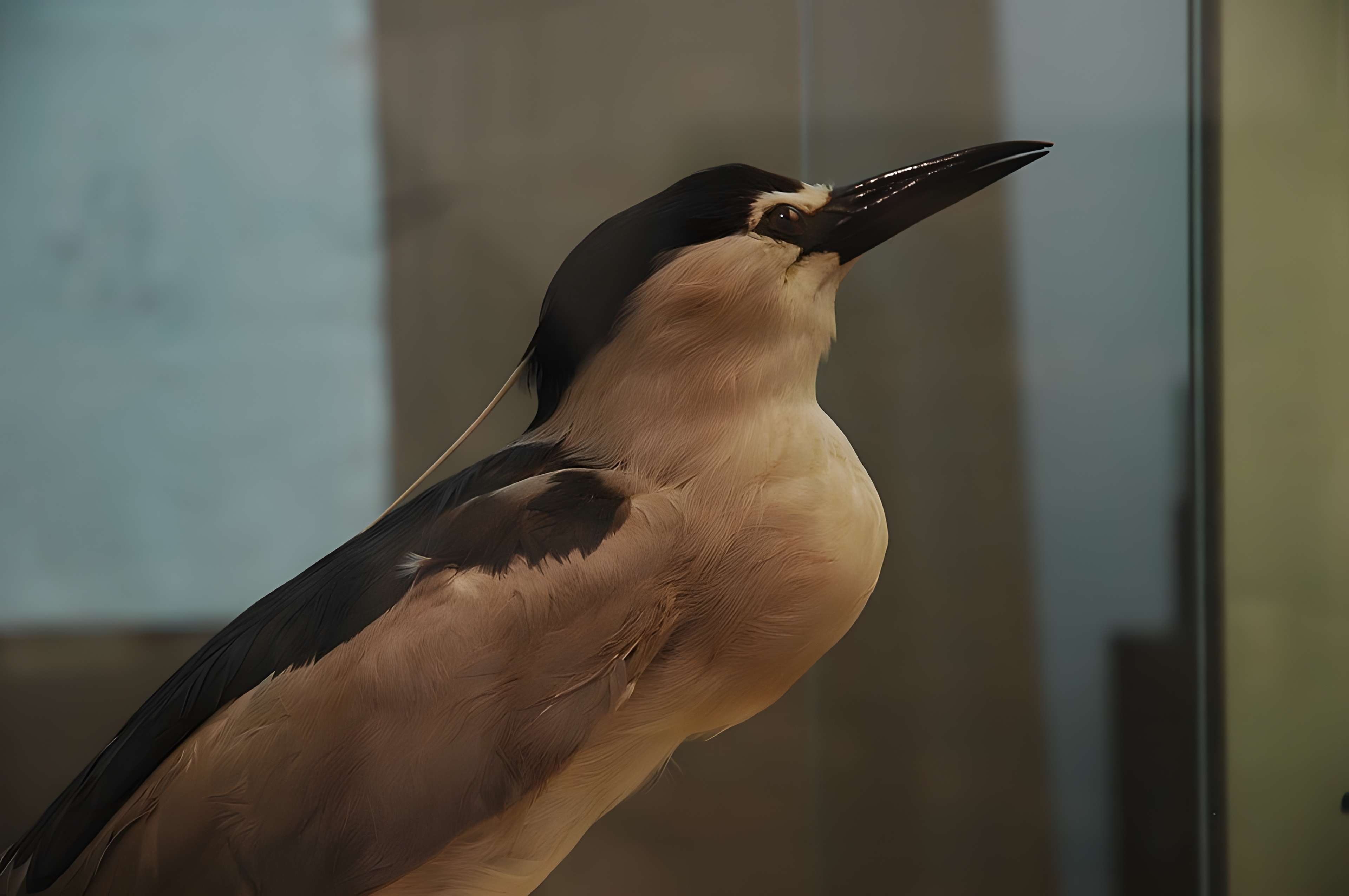 Musée départemental des Hautes-Alpes