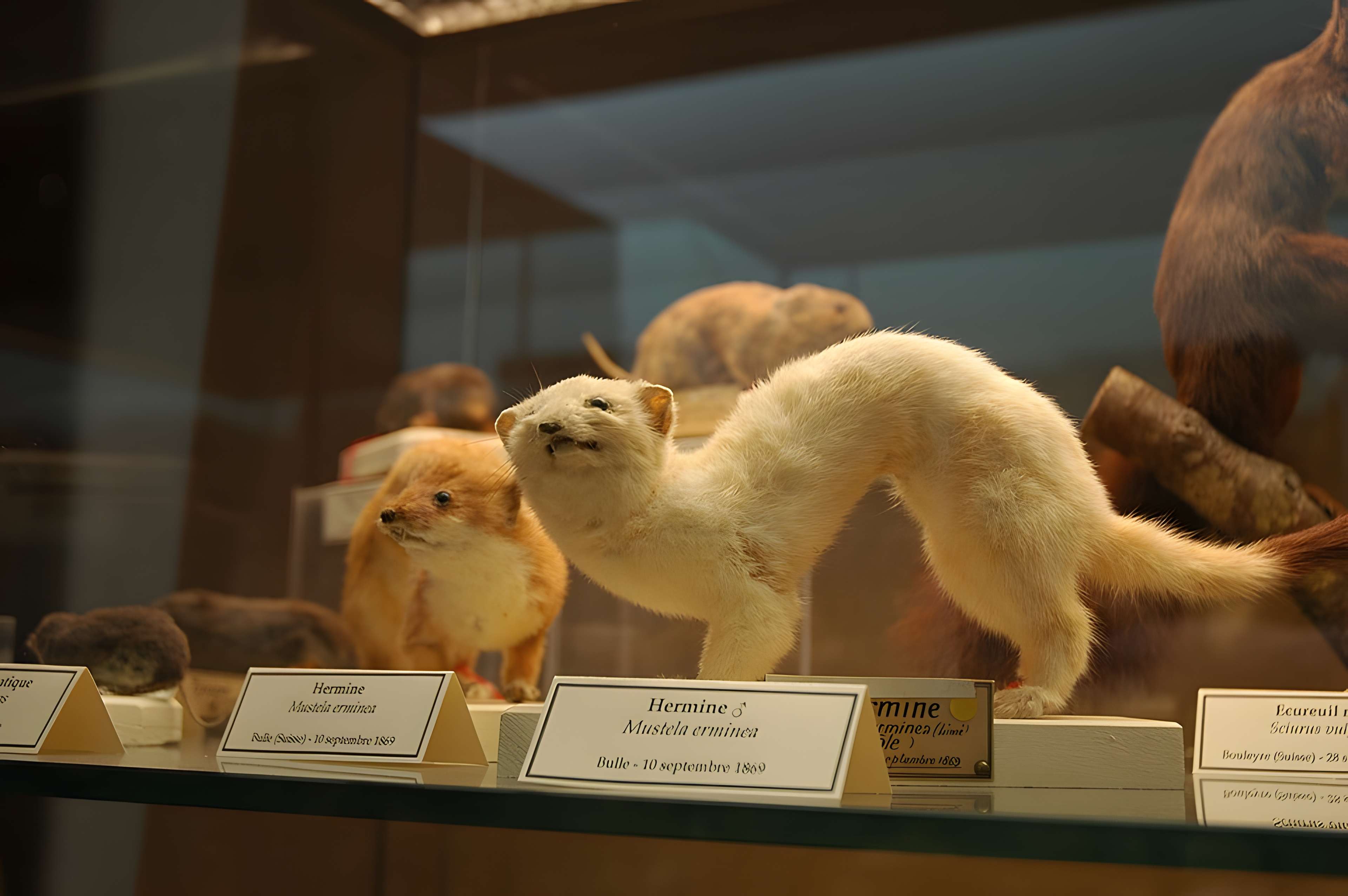 Musée départemental des Hautes-Alpes