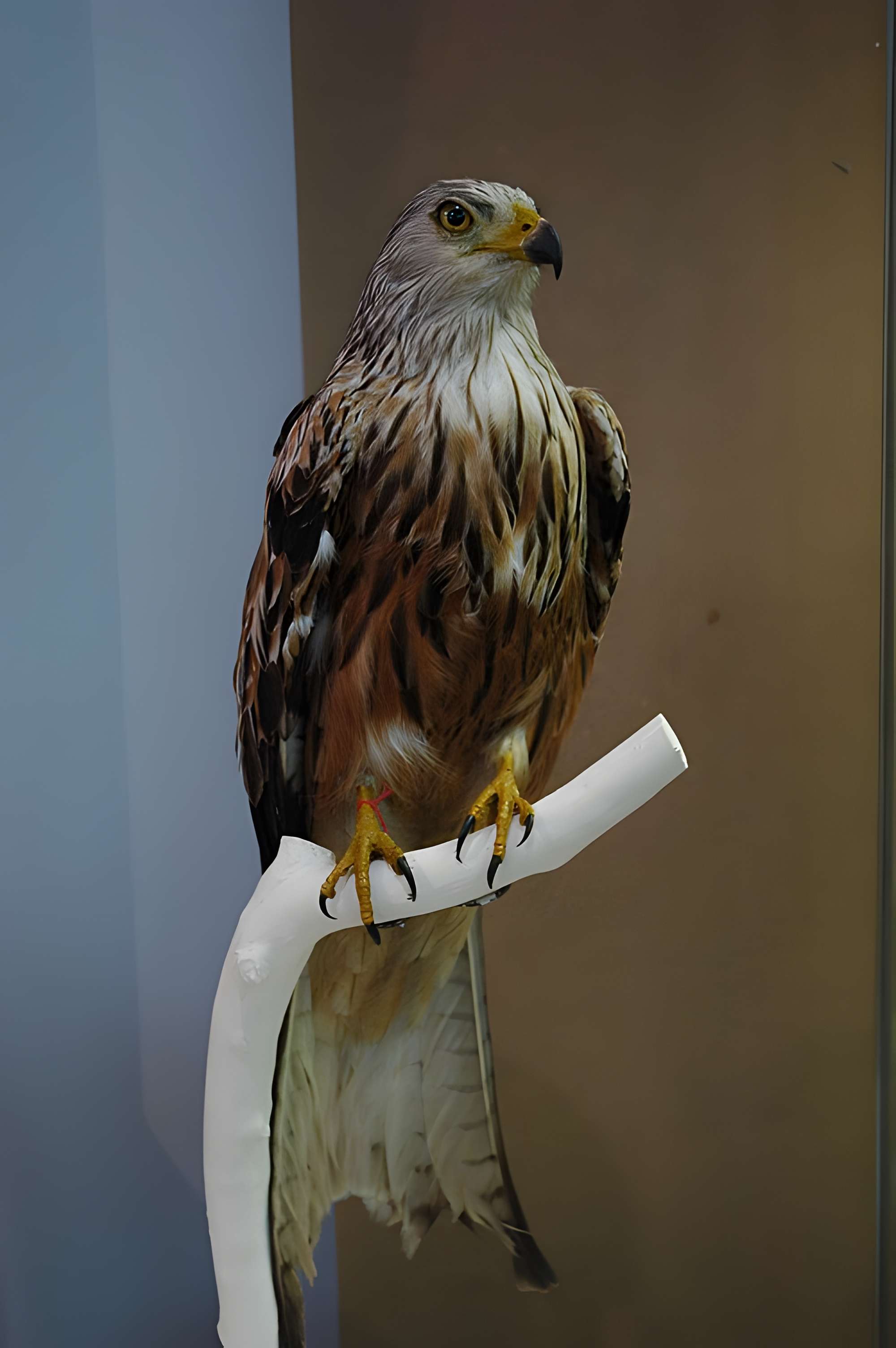 Musée départemental des Hautes-Alpes