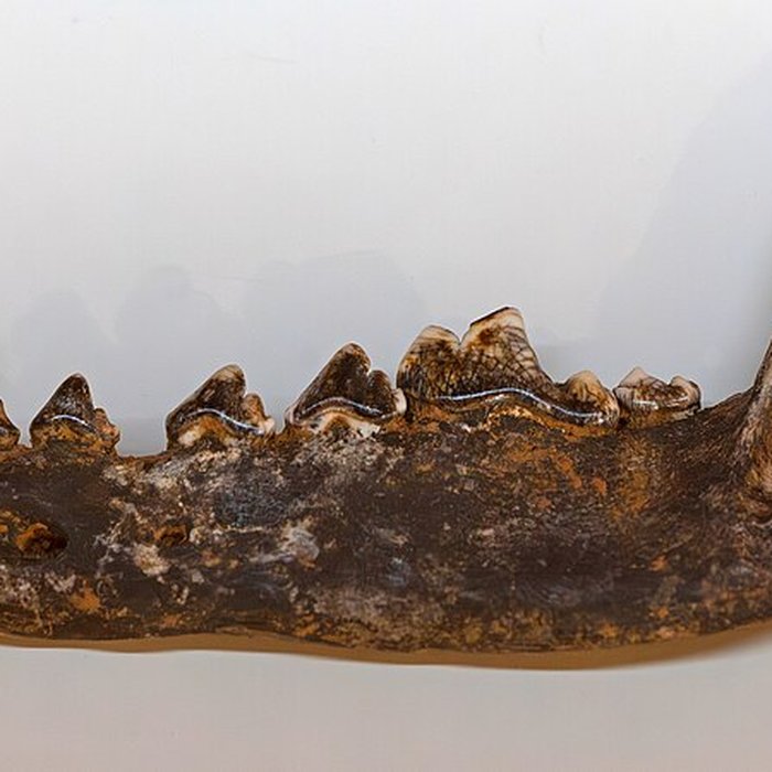 Photo de Cité de la préhistoire