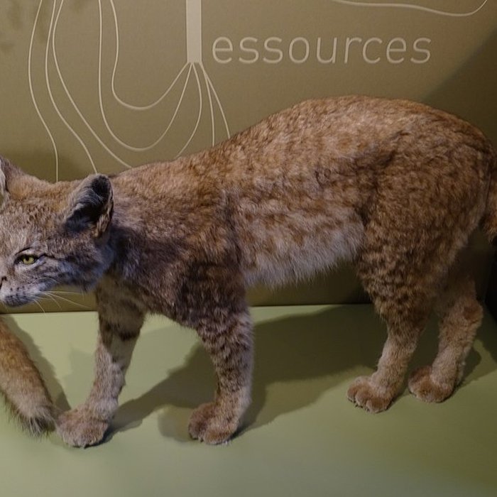 Photo de Cité de la préhistoire