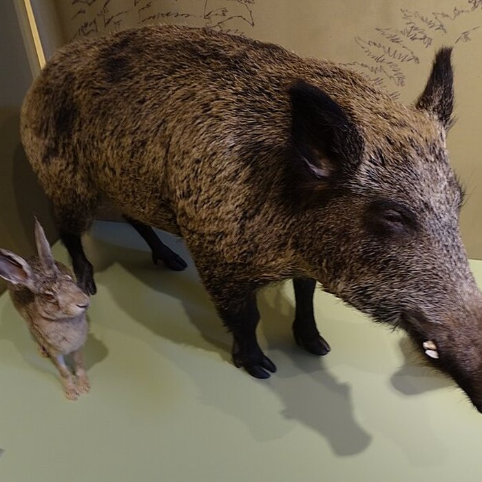 Photo de Cité de la préhistoire