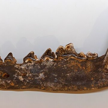 Cité de la préhistoire