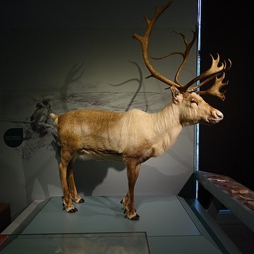 Cité de la préhistoire