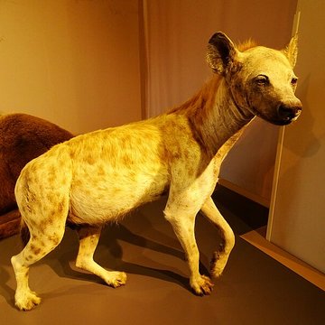 Cité de la préhistoire