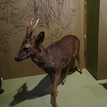 Cité de la préhistoire