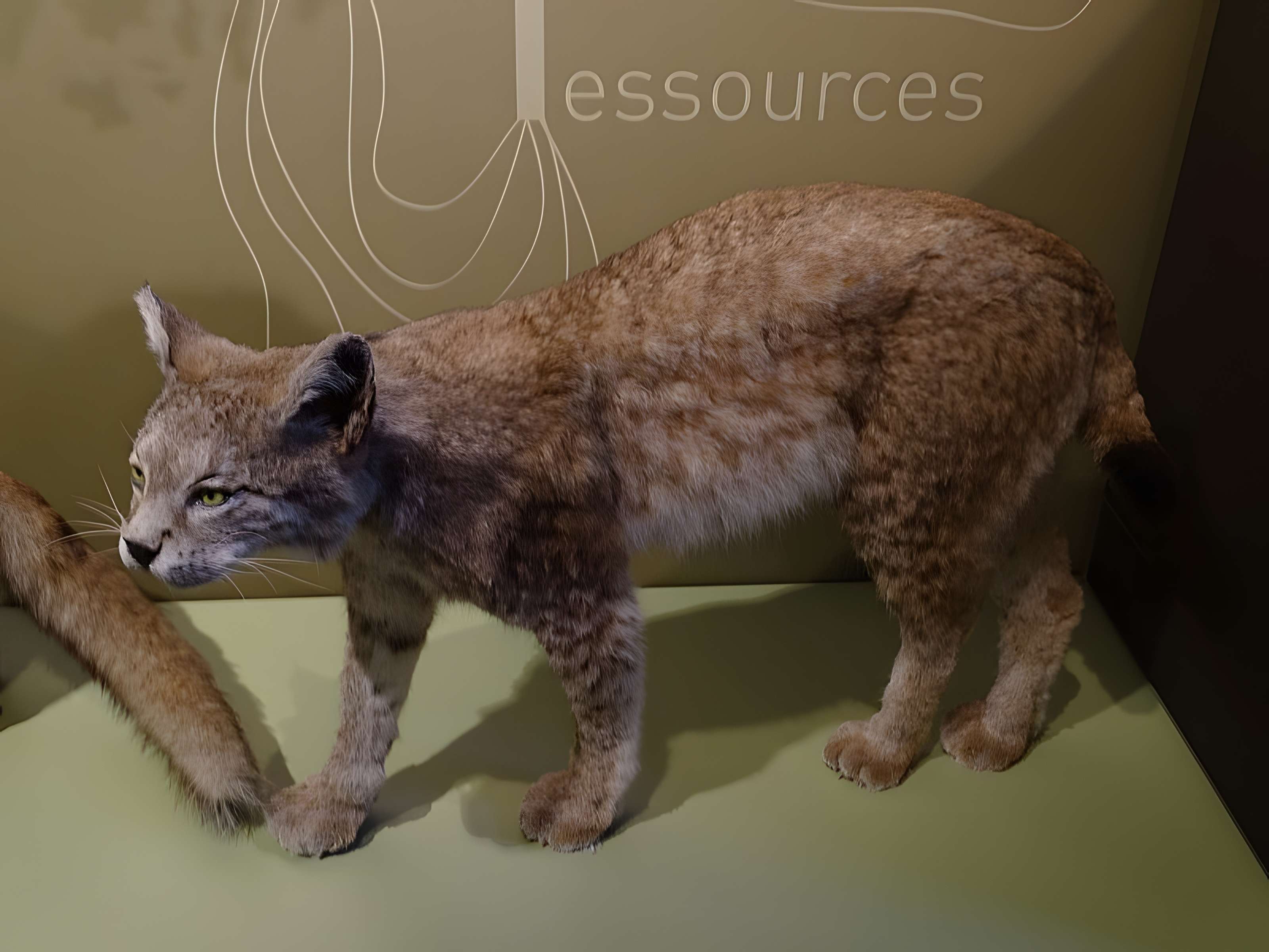 Cité de la préhistoire