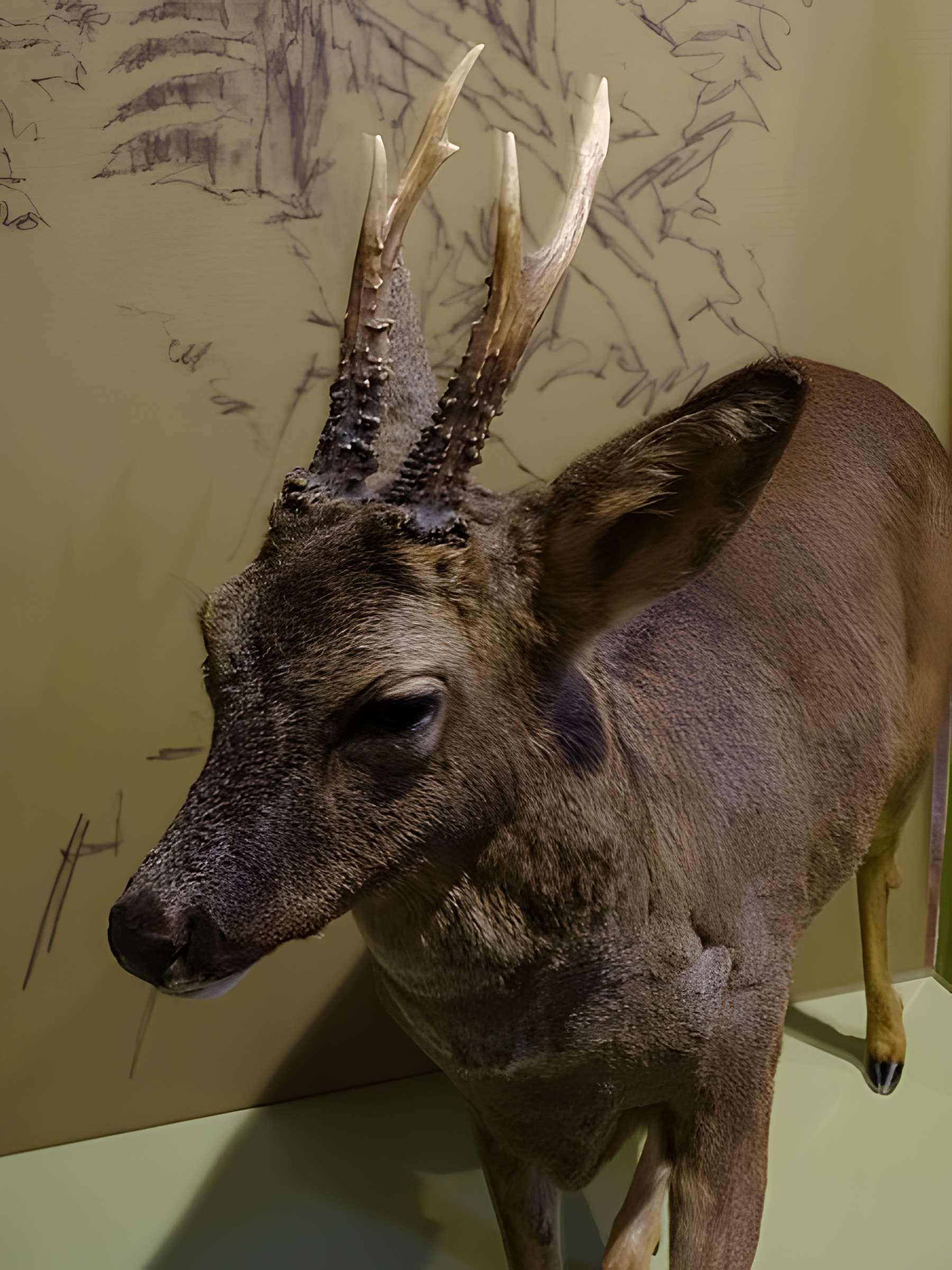 Cité de la préhistoire