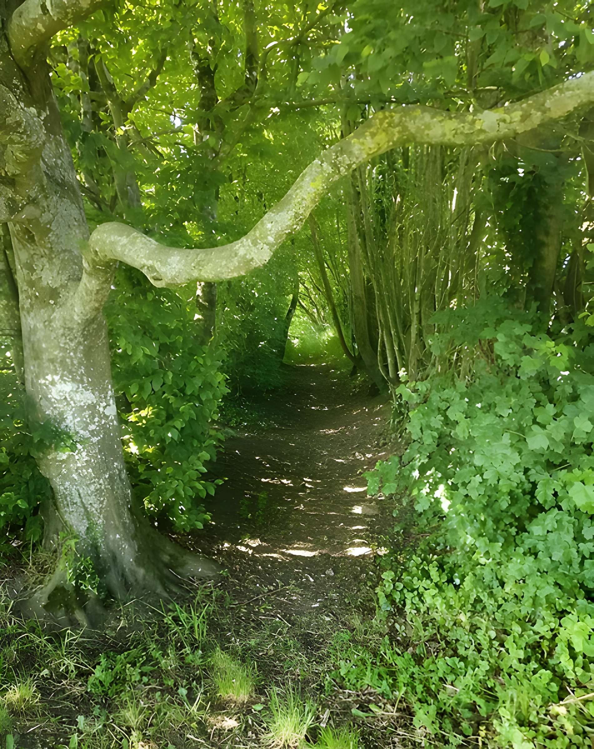 Site archéologique de Jublains (camp romain)