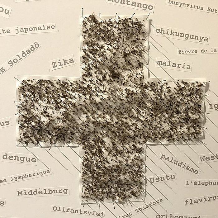 Photo de Musée camarguais