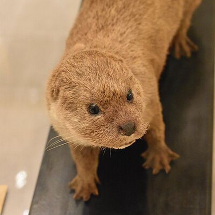 Photo de Museon Arlaten