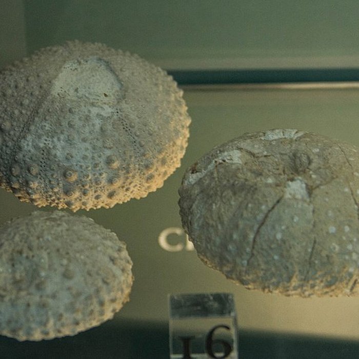 Photo de Musée paléontologique