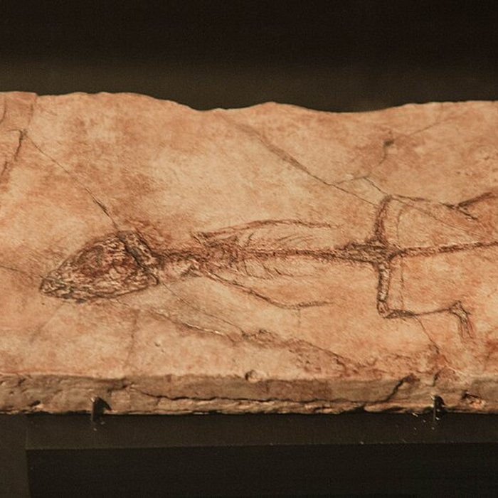 Photo de Musée paléontologique