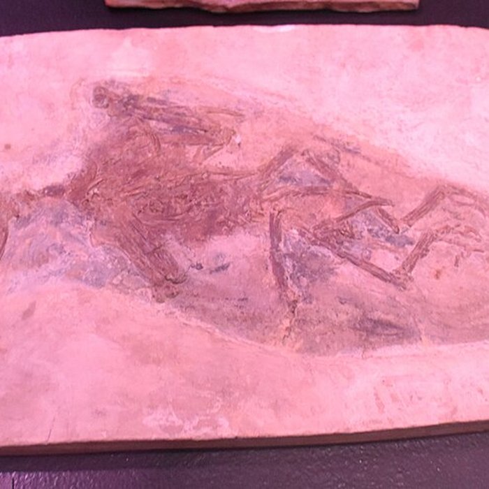 Photo de Musée paléontologique