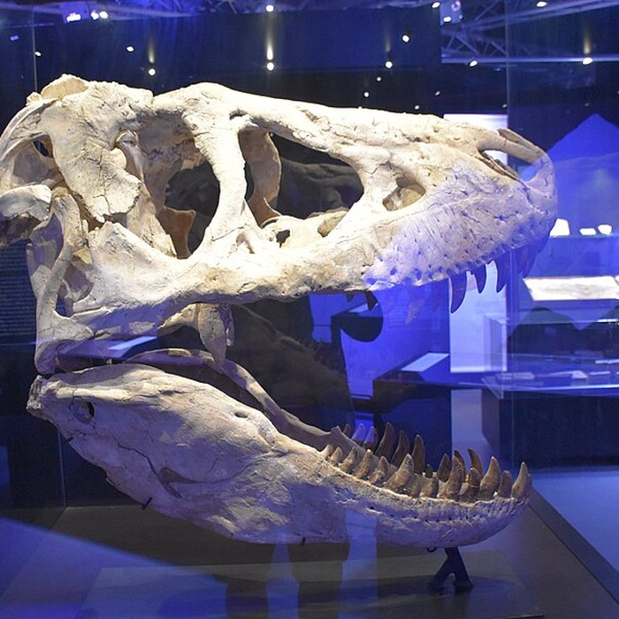 Photo de Musée paléontologique