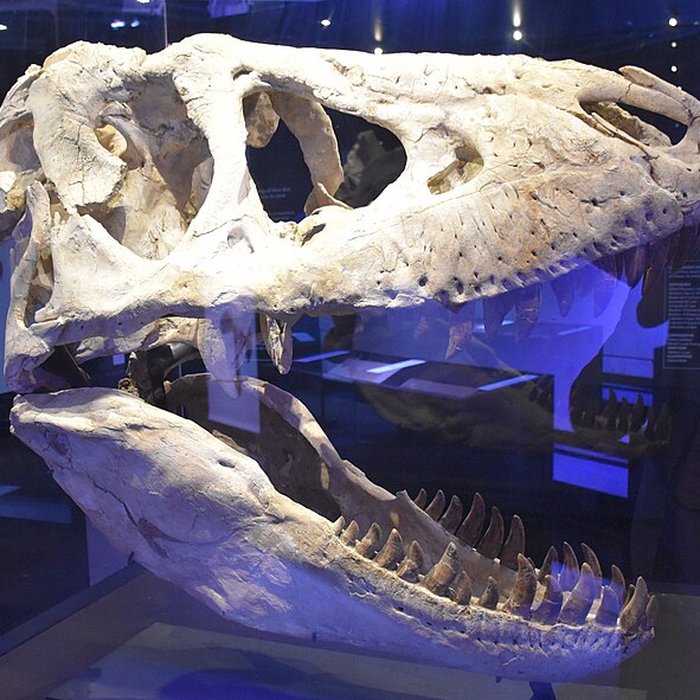 Photo de Musée paléontologique
