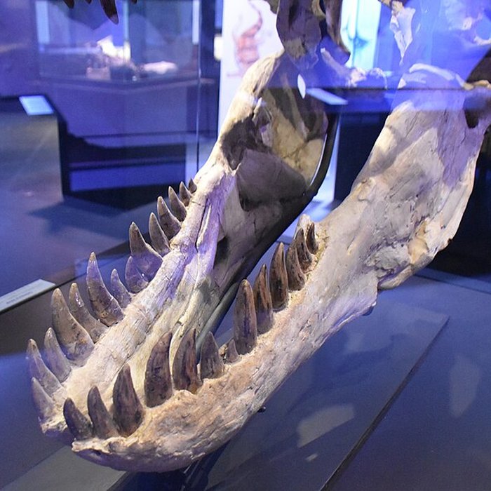 Photo de Musée paléontologique