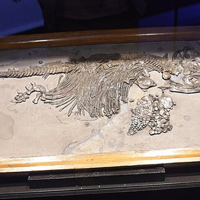 Photo de Musée paléontologique