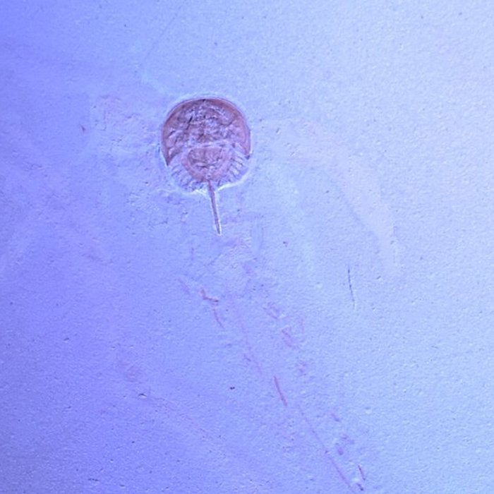 Photo de Musée paléontologique