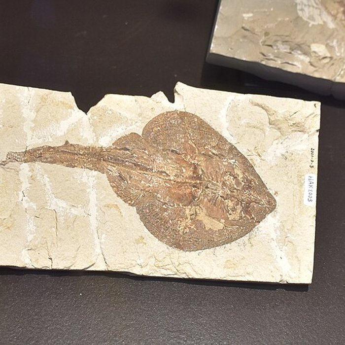 Photo de Musée paléontologique