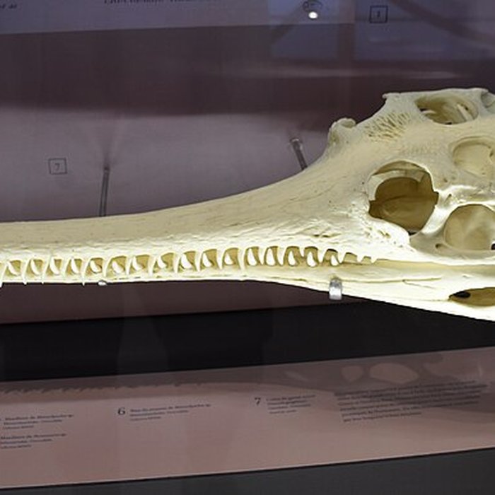 Photo de Musée paléontologique