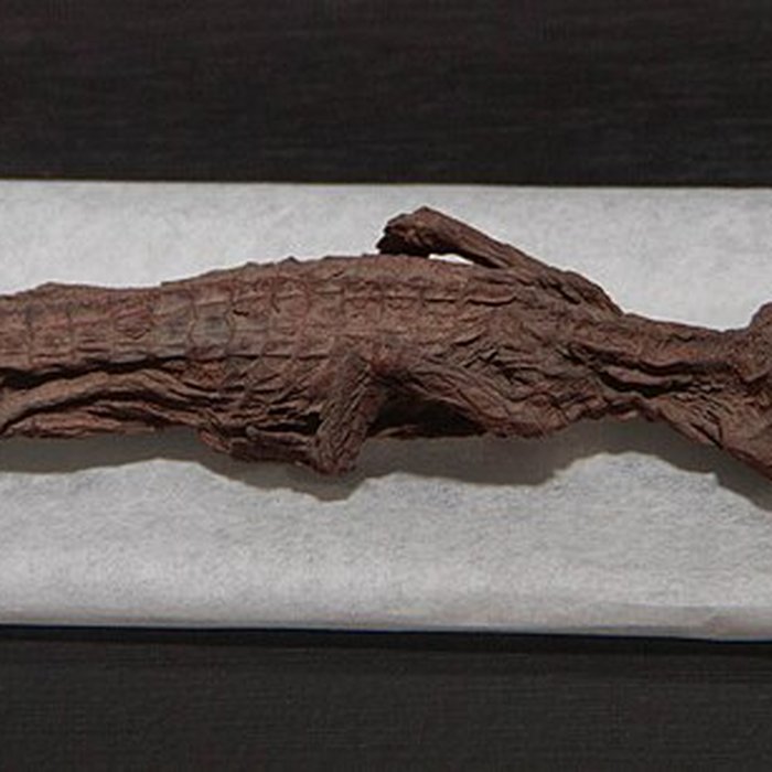 Photo de Musée paléontologique