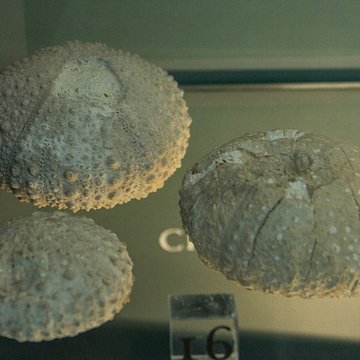 Musée paléontologique