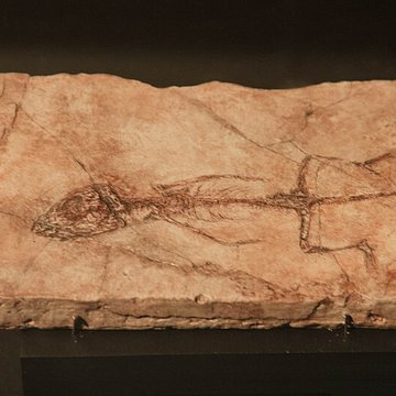 Musée paléontologique