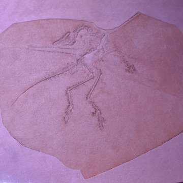 Musée paléontologique