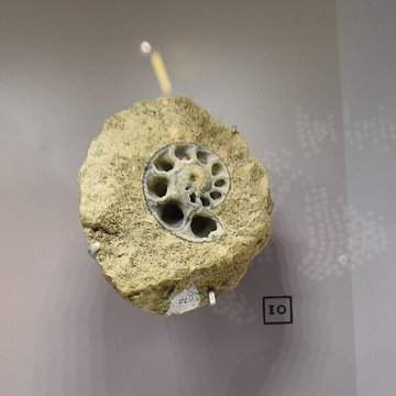 Musée paléontologique